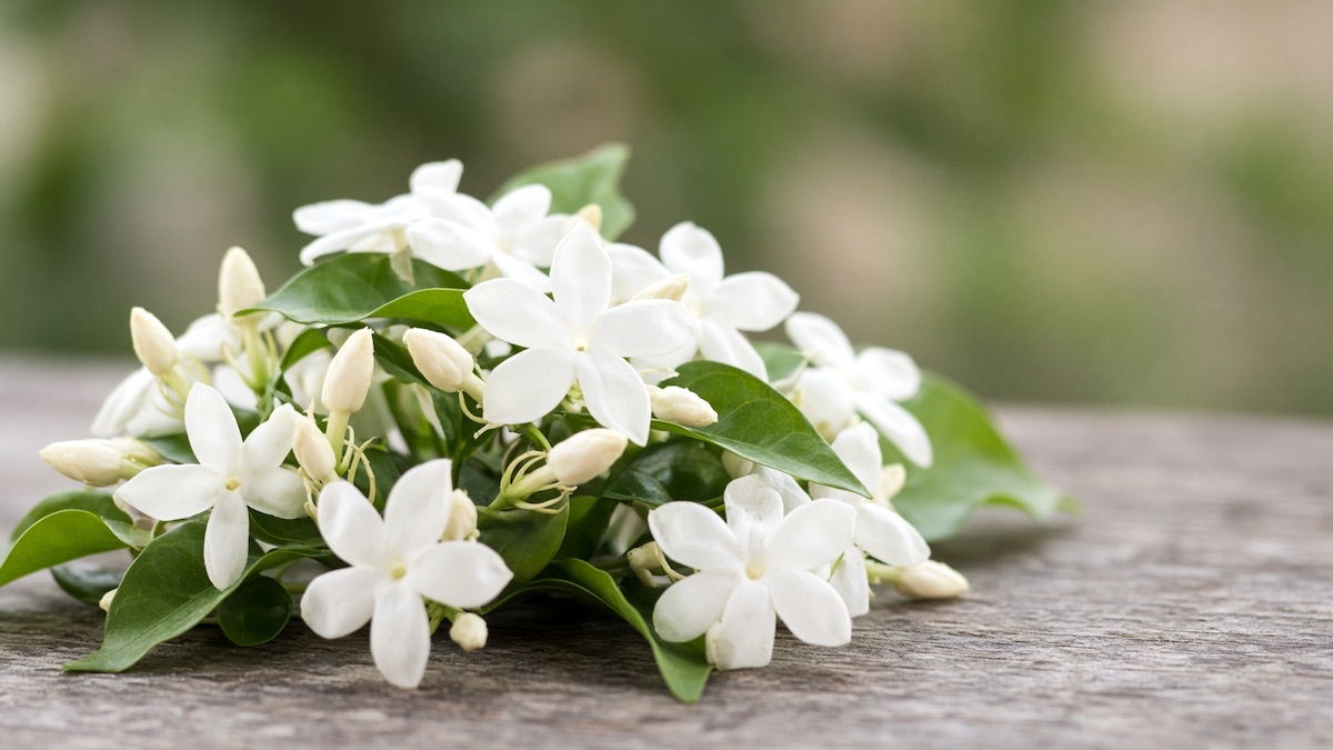 Absolut jaśminu w perfumerii Absolut jaśminu - kwiaty jaśminu wykorzystywane do produkcji naturalnego materiału perfumeryjnego