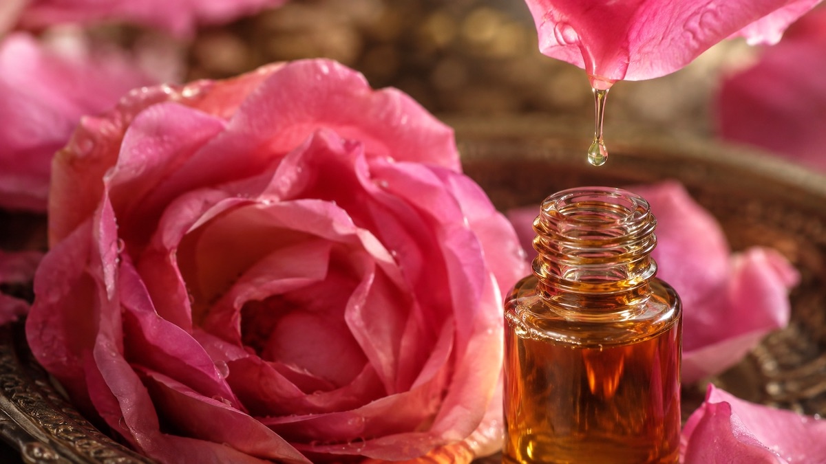 Absolut róży damasceńskiej w perfumerii Absolut róży damasceńskiej Rosa damascena - płatki róży wykorzystywane w perfumerii