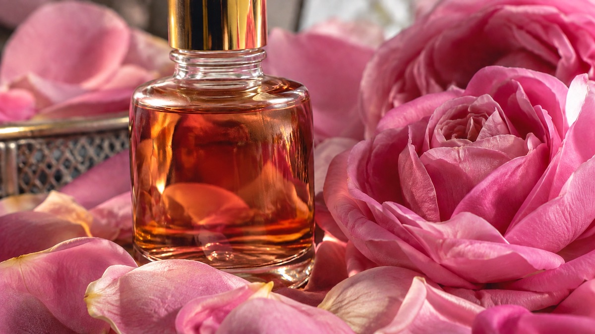Absolut róży stulistnej w perfumerii Absolut róży stulistnej Rosa centifolia - różowe płatki wykorzystywane w perfumerii