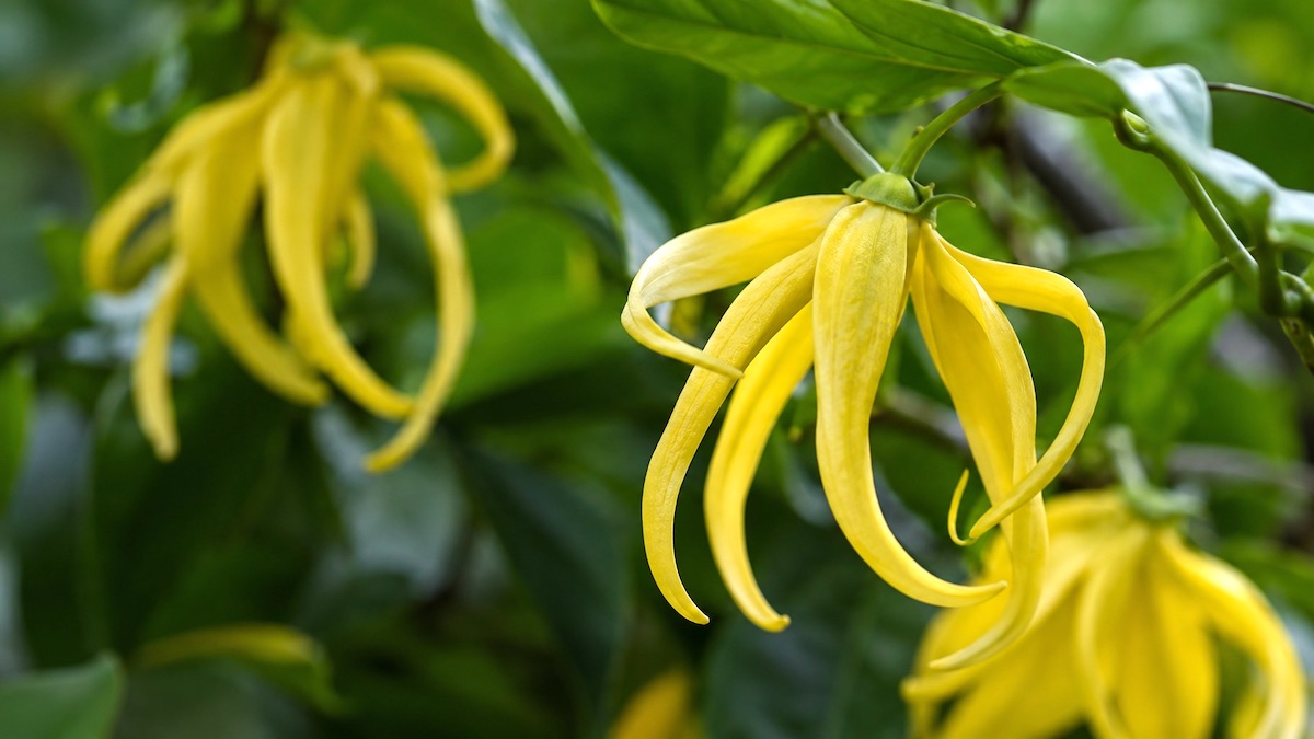 Absolut ylang-ylang Cananga odorata - żółte kwiaty wykorzystywane do ekstrakcji perfumeryjnej