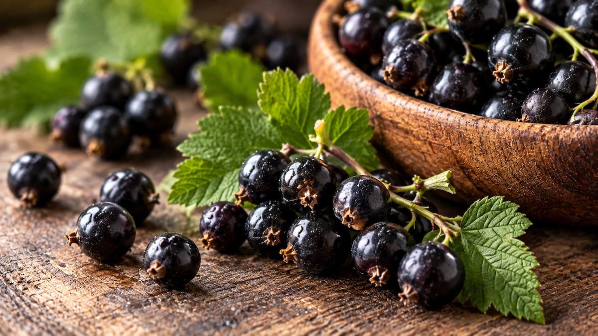 Czarna porzeczka w perfumerii Czarna porzeczka Ribes nigrum - owoce i liście wykorzystywane jako inspiracja perfumeryjna
