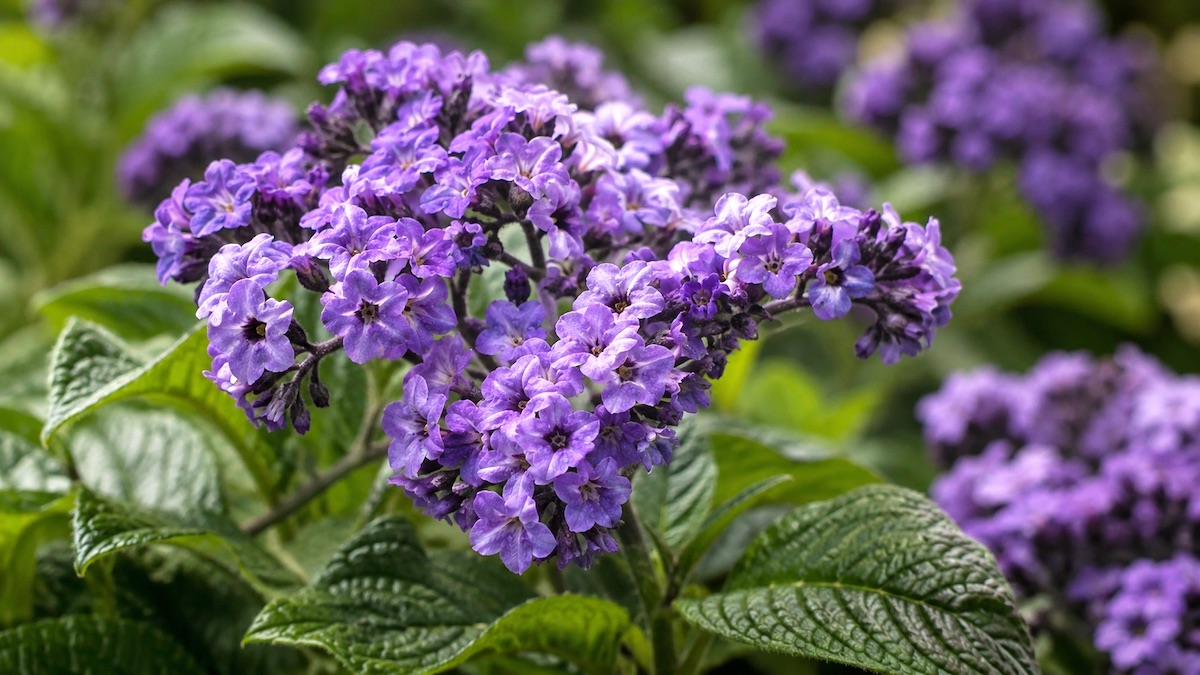 Heliotrop w perfumerii Heliotrop - fioletowe kwiaty heliotropu jako inspiracja dla nuty perfumeryjnej