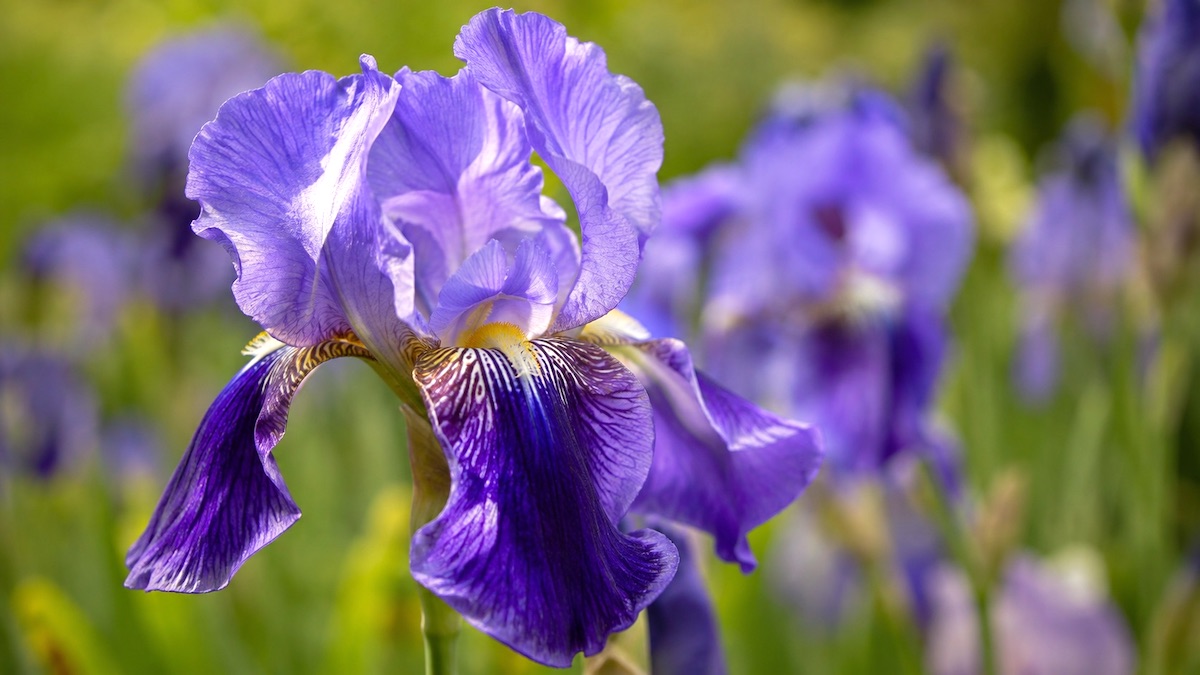 Irys Iris pallida - kwiat i kłącze irysa wykorzystywane w perfumerii