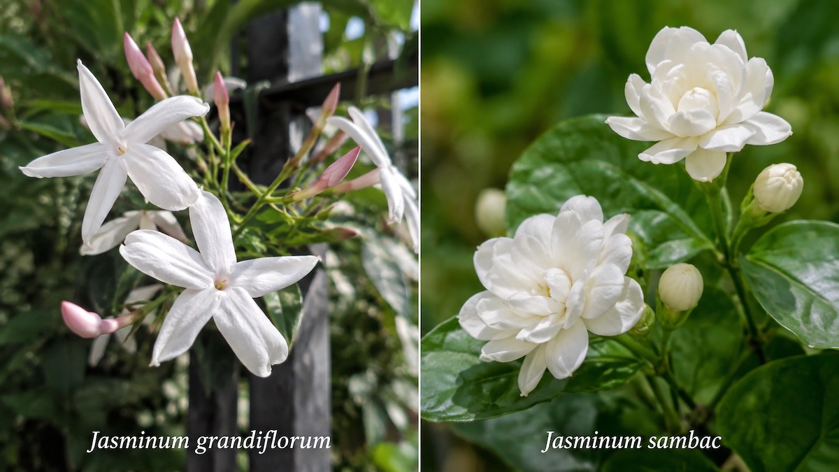 Jaśmin w perfumerii - Jasminum grandiflorum i Jasminum sambac Jaśmin Jasminum grandiflorum - białe kwiaty jaśminu wykorzystywane w perfumerii