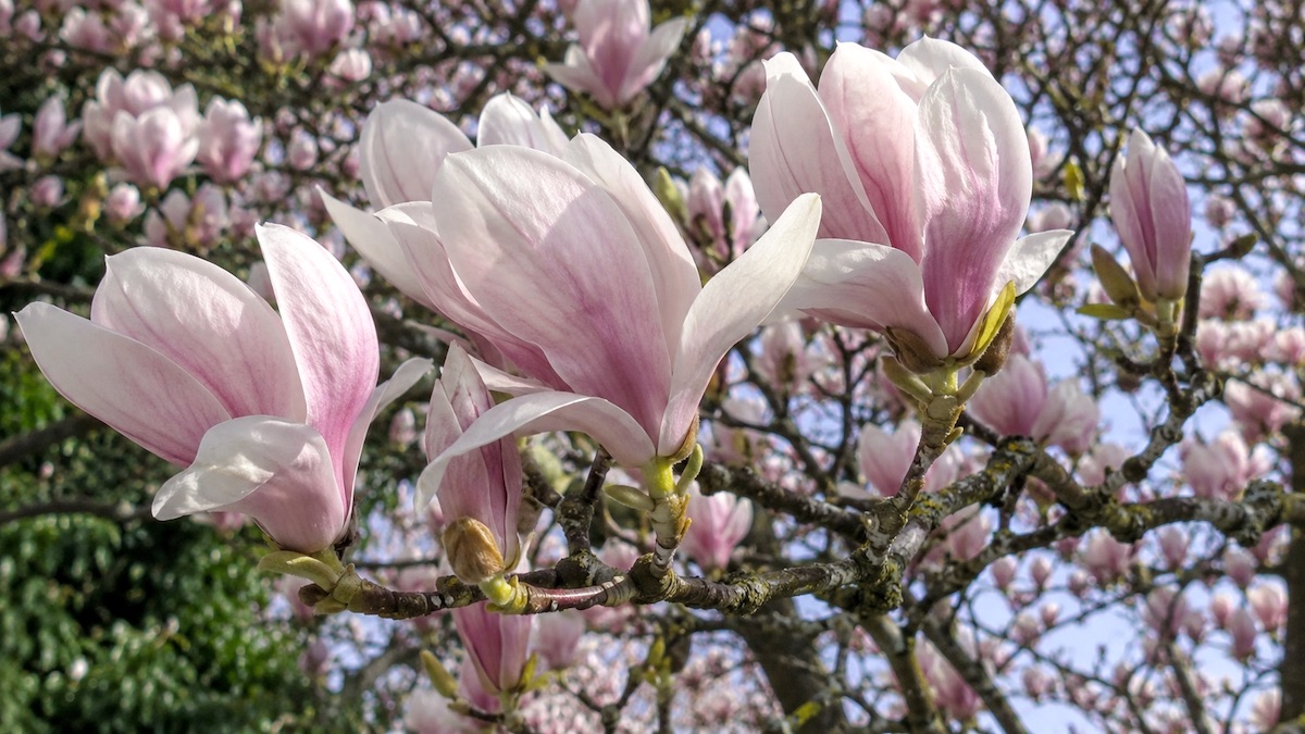 Magnolia w perfumerii Magnolia - kwiat magnolii wykorzystywany jako nuta kwiatowa w perfumerii