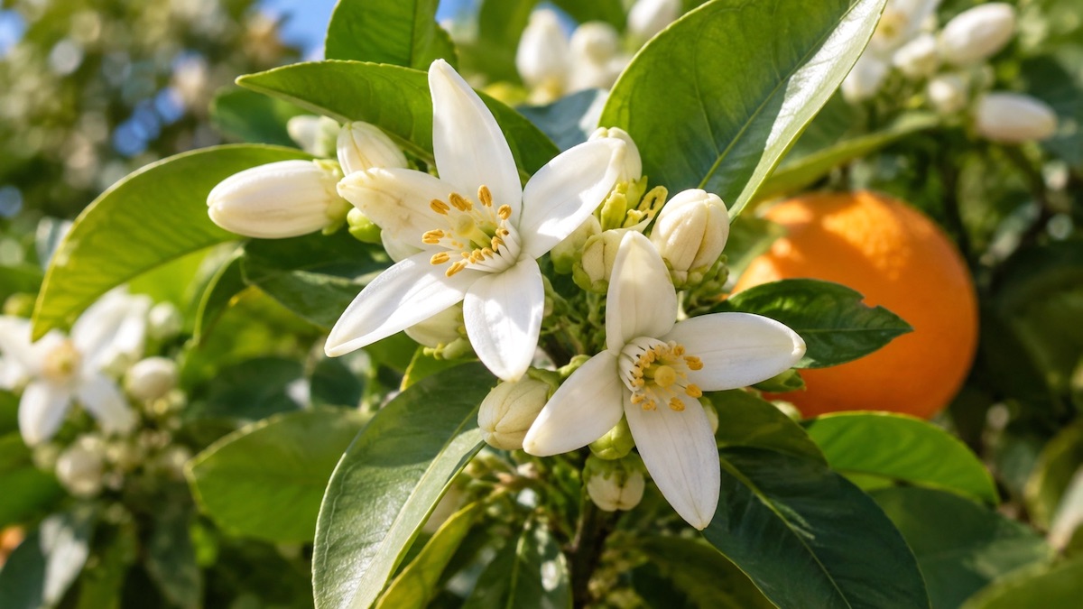 Neroli z kwiatu gorzkiej pomarańczy w perfumerii Neroli - kwiaty gorzkiej pomarańczy Citrus aurantium wykorzystywane do produkcji olejku neroli