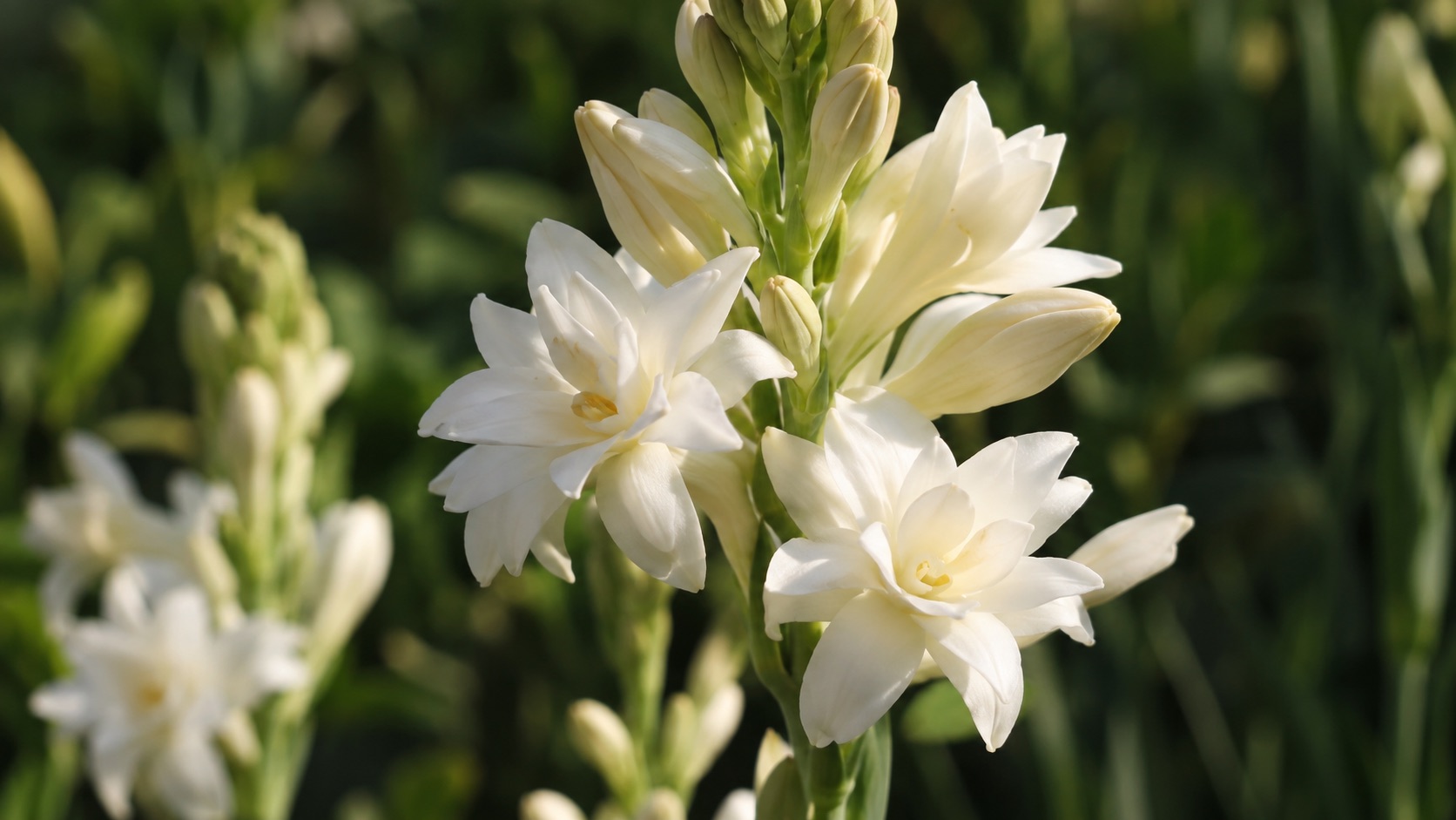 Tuberoza Polianthes tuberosa - białe kwiaty tuberozy stosowane w perfumerii