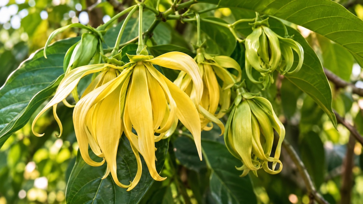 Ylang-ylang Cananga odorata - żółte kwiaty wykorzystywane do produkcji olejku perfumeryjnego